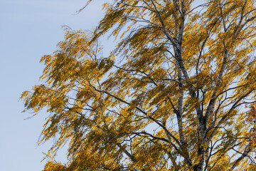 a birch tree in the sun a windy autumn day