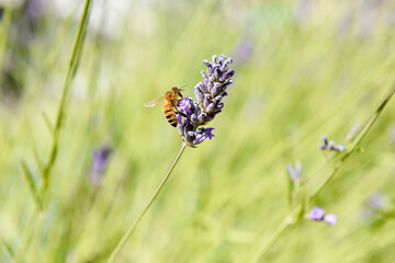 A bee collecting pollen from a lavender flower