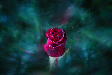 Red rose in raindrops on an abstract background.