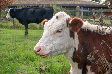 Fototapeta na wymiar cattle in field. close up of a cows head side on. lazy cow in meadow 
