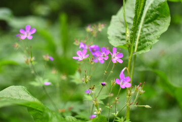 small purple wildflowers on a background of green grass, light photo, daylight, blurred background