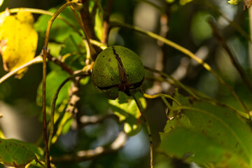Ripe Nut In Green Hull On A Walnut Tree, Autumn Harvest