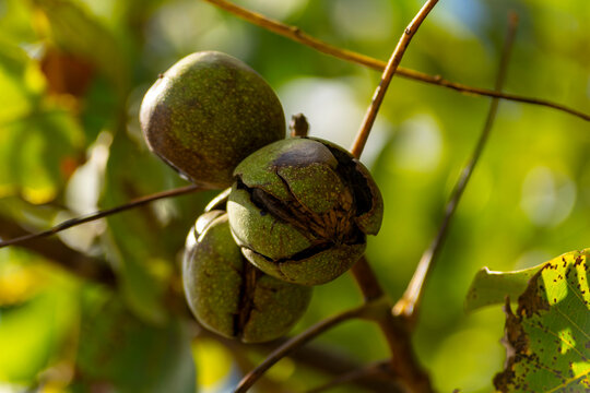 Ripe Nut In Green Hull On A Walnut Tree, Autumn Harvest