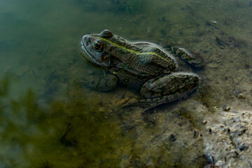 The edible frog is a species of common European frog, also known as the common water frog or green frog. It is used for food, especially in France for cooking delicacies.