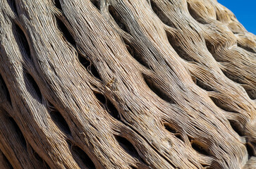 Close up of a dead, dried up, perforated skeleton wood of a Argentine saguaro cacti.