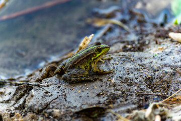 The edible frog is a species of common European frog, also known as the common water frog or green frog. It is used for food, especially in France for cooking delicacies.