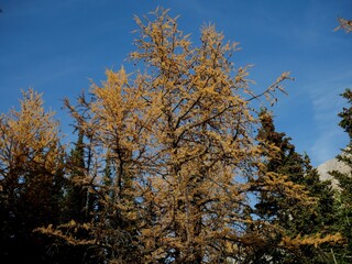 Larches at Ptarmigan Cirque near Highwood  Pass