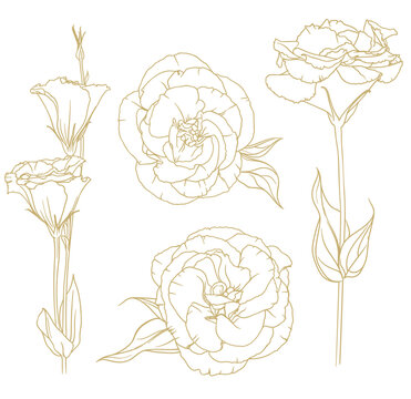 vector set of golden outlines of eustoma isolated on white background. vector illustration.