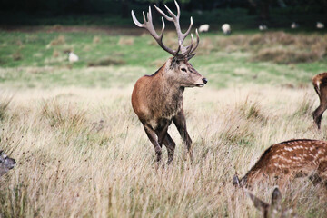 A view of a Red Deer in the Cheshire Countryside