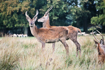 A view of a Red Deer in the Cheshire Countryside