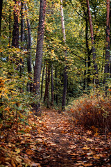 Scenery autumn forest. Fall Woodland path, autumn Mysterious path. October nature landscape. Forest trail scene.