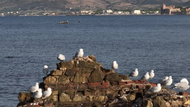Gabbiano Corso, gruppo di uccelli appollaiati sulla roccia.
Scoglio in mezzo al mare con gabbiani
