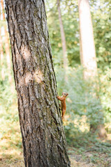 A red squirrel sits in a tree in the woods. The little inquisitive mammal looks through the lens.