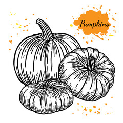 Black and white vector image of pumpkins on a transparent background in sketch style. Suitable for Halloween holiday decoration, farm goods packaging, healthy food.