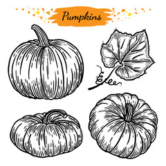 Black and white vector image of pumpkins on a transparent background in sketch style. Suitable for Halloween holiday decoration, farm goods packaging, healthy food.
