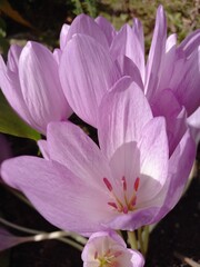 Fototapeta premium Colchicum flowers bouquet. Autumn garden pink flowers. Closeup floral photo.