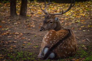 Fallow deer hairy animal lying in hot sunny autumn afternoon