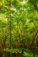 Fototapeta na wymiar Beautiful large trees forest with greens around in the Natural reserve from puerto rico humacao. Peacefull and lovely place