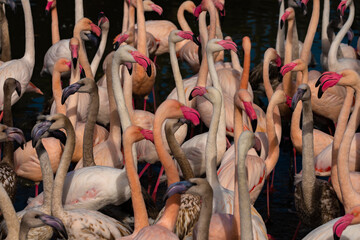 Color red pink gray flamingo bird in water pond in sunny autumn afternoon