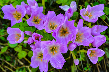 Autumn crocus (Colchicum autumnale ) flowering in Gardens.
