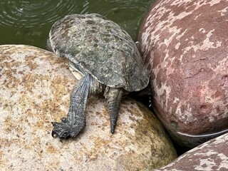 Close up of turtle on stone speckled grey rock in pond the exotic creature with head and legs with grey speckled shell in exotic garden in Marrakesh Morocco in Summer sunshine day light