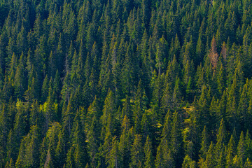 Pine trees mountain forest © BGStock72