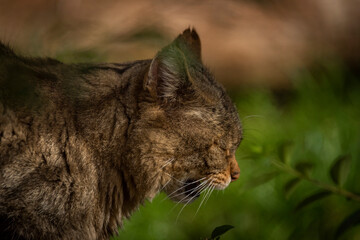 Wild cat lying on old wooden floor in autumn day