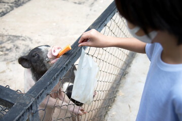 Little asian boy feeding carrot to pig dwarf