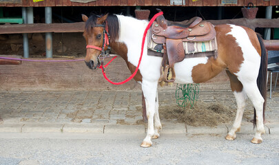 Horse waiting for visitors to ride