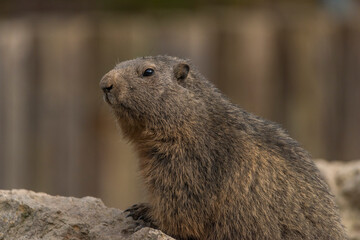 Marmot hairy animal on dry and sunny hot ground