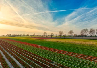 Fotobehang We make use of all colours in Holland. Bulbfields / flower fields during springtime. © Alex de Haas