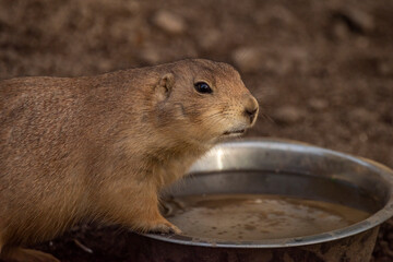 Cynomys hairy animal on dry sand ground in sunny evening