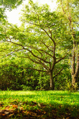 Fototapeta na wymiar Beautiful giant tree with greens around in the Natural reserve from puerto rico humacao. Peacefull and lovely place