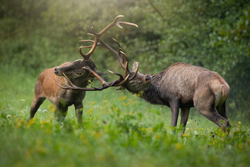 Two red deer, cervus elaphus, fighting on green meadow in autumn wilderness. Pair of stag in battle on pasture in fall. Antlered mammals in conflict in forest.