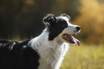Border collie portrait