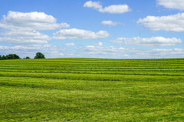 Rural landscape in summer with freshly mowed meadow with trees on blue sky background