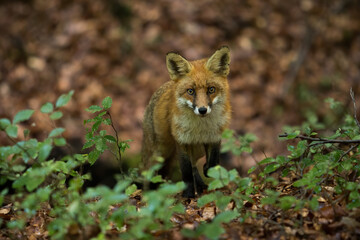 Red fox, vulpes vulpes, looking to the camera in forest in summertime. Orange mammal standing in woodland in summer. Furry predator watching in green bush.