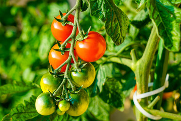 a bunch of homegrown green and red ripe cherry tomatoes on a background of green leaves