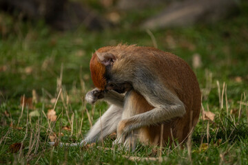 Cercopithecini hairy animal monkey on green grass in sunny evening