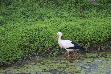 Stork on meadow near Marchegg castle, Austria