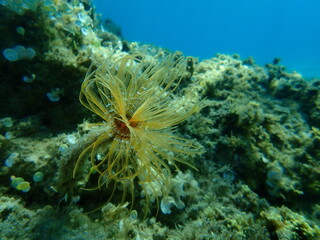 Marine polychaete Mediterranean fanworm or feather duster worm, European fan worm (Sabella spallanzanii) undersea, Aegean Sea, Greece, Halkidiki