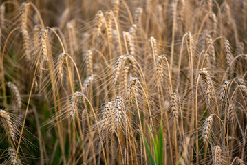 ears of wheat in field