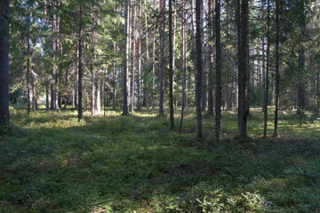 Obraz premium Geographical station Zhelezo, Lugsky district, Leningrad region, Russia