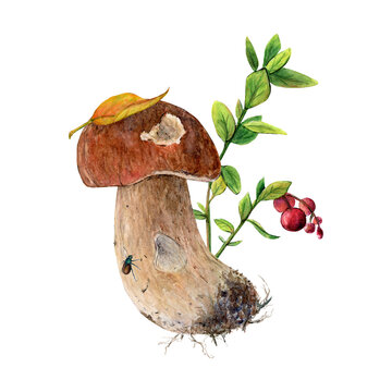 White mushroom in its natural environment with lingonberries