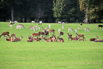 A view of a Red Deer in the Cheshire Countryside