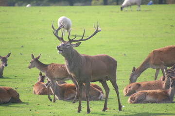 A view of a Red Deer in the Cheshire Countryside