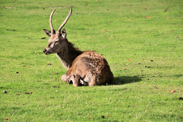 A view of a Red Deer in the Cheshire Countryside