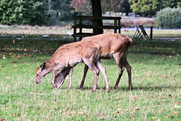 A view of a Red Deer in the Cheshire Countryside