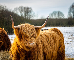 Scottish Highland cow in winter