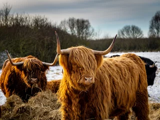 Papier Peint photo Highlander écossais Scottish Highland cow in winter